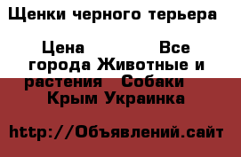 Щенки черного терьера › Цена ­ 35 000 - Все города Животные и растения » Собаки   . Крым,Украинка